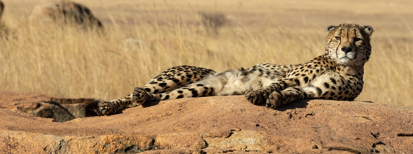 Luxury Kenya Safaris