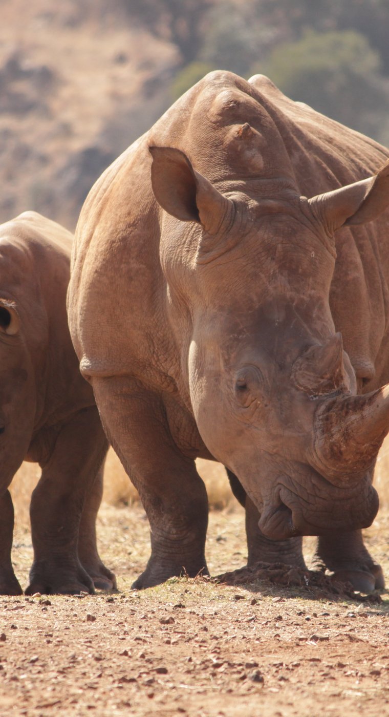 Luxury Kenya Safaris