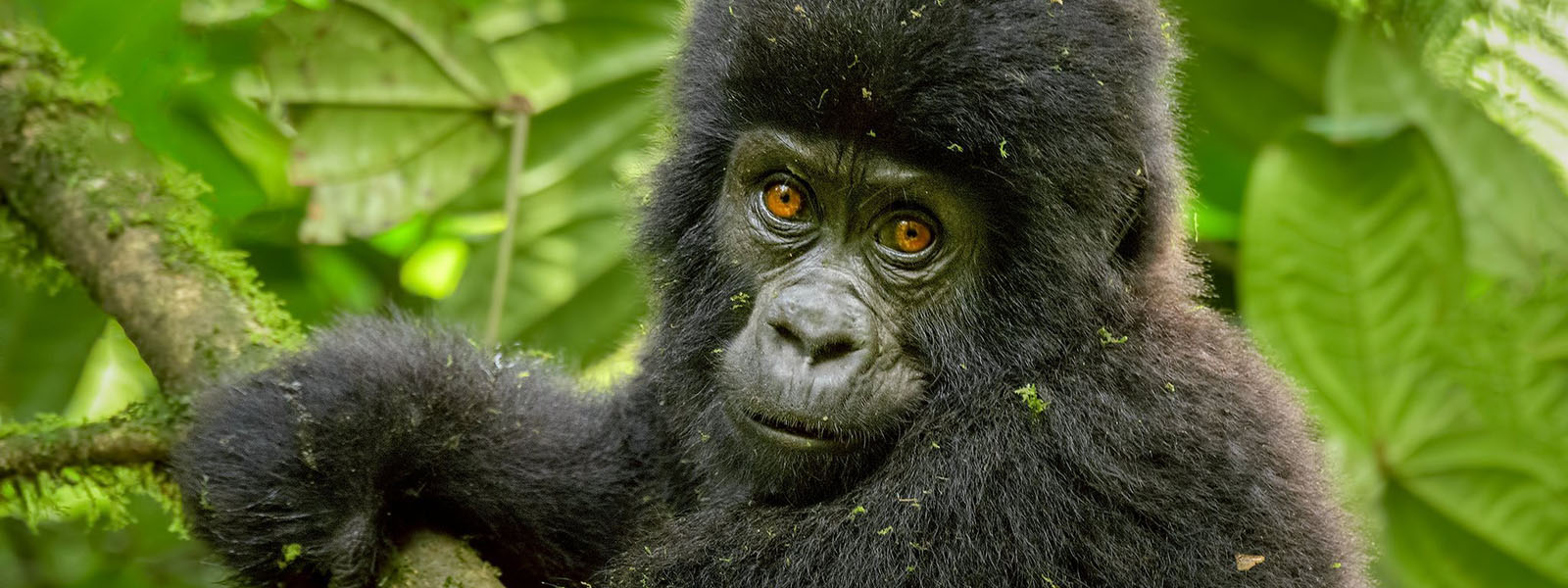 Luxury Rwanda Safaris