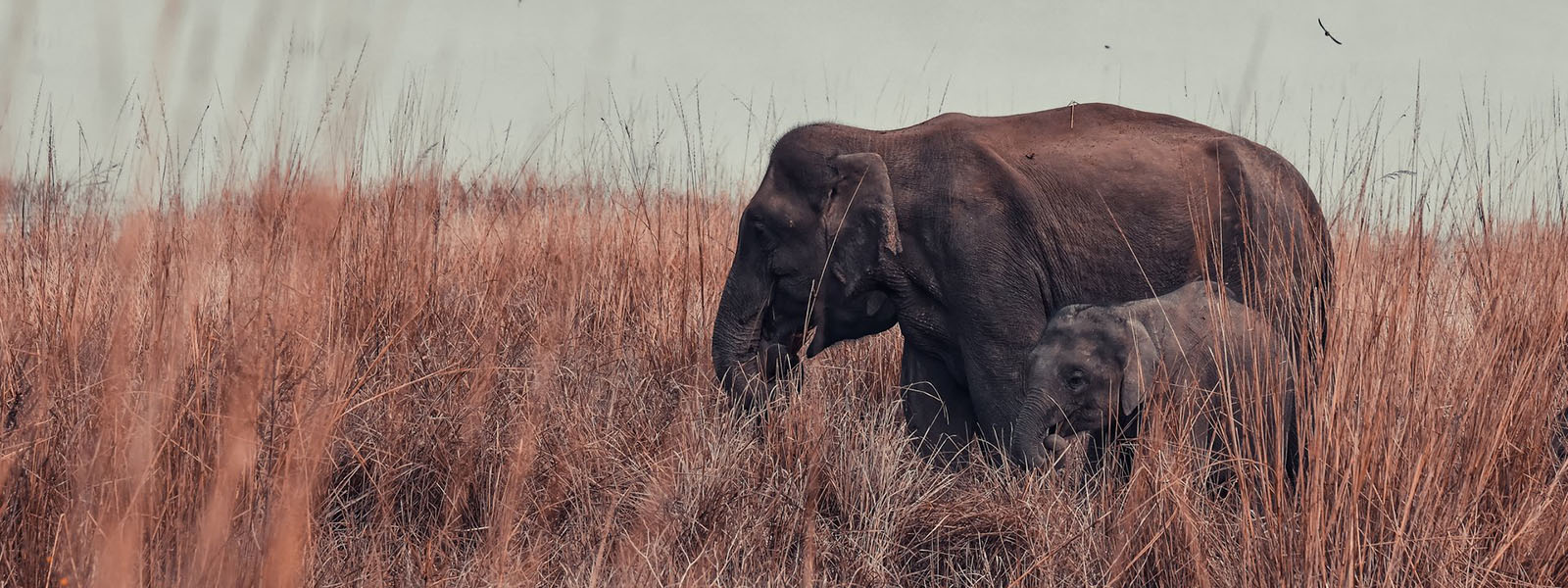 Luxury Uganda Safaris