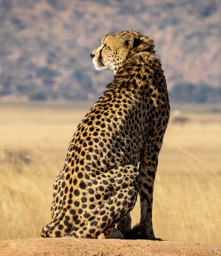 Luxury Uganda Holidays