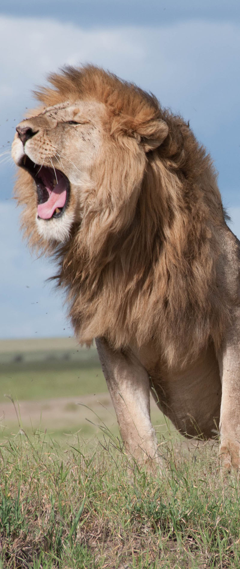 Africa Group Safaris