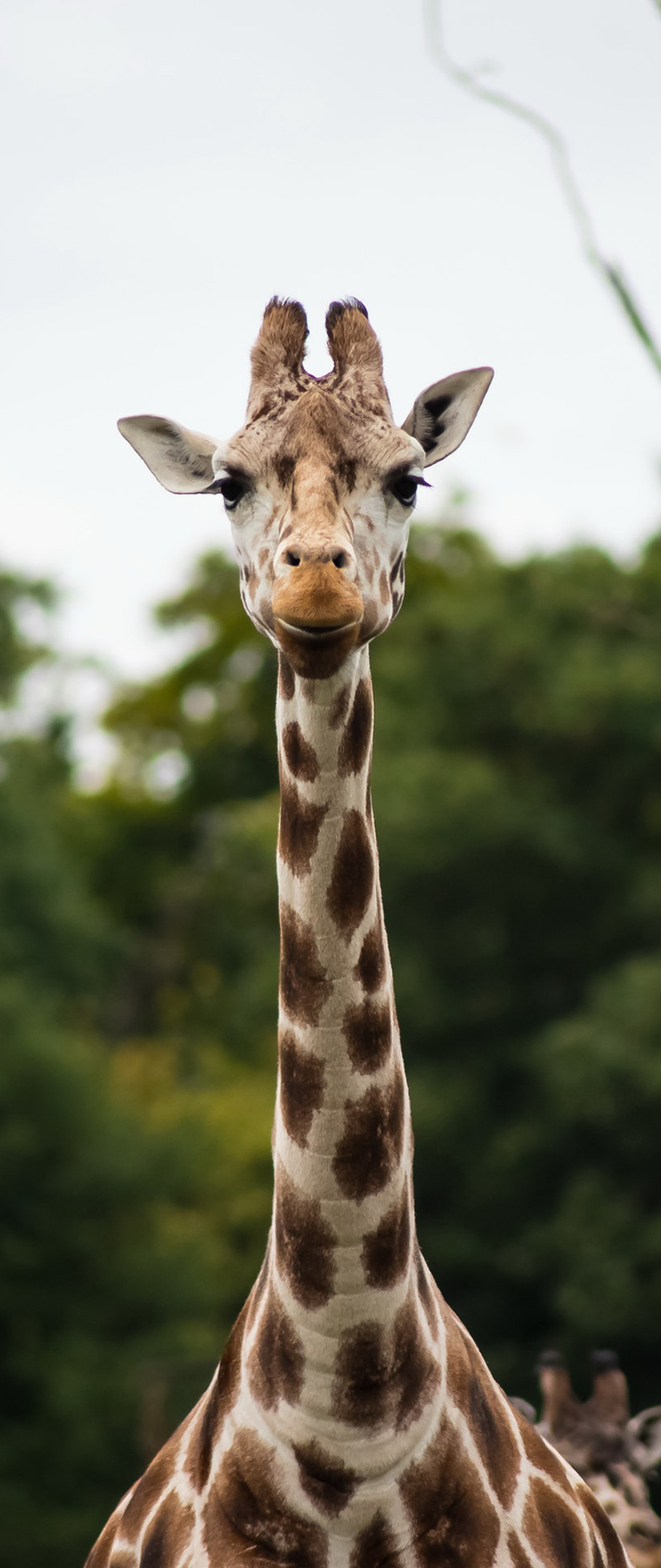 Africa Group Safaris