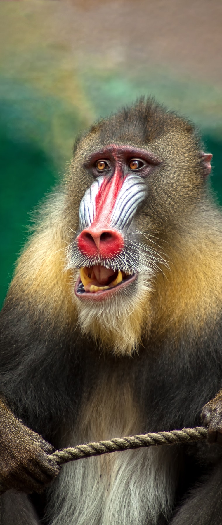 Gorilla Trekking Uganda Safaris