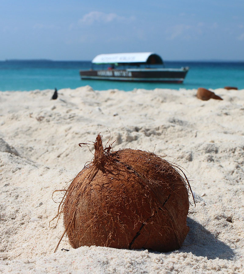 BEST Safari Destinations in Zanzibar