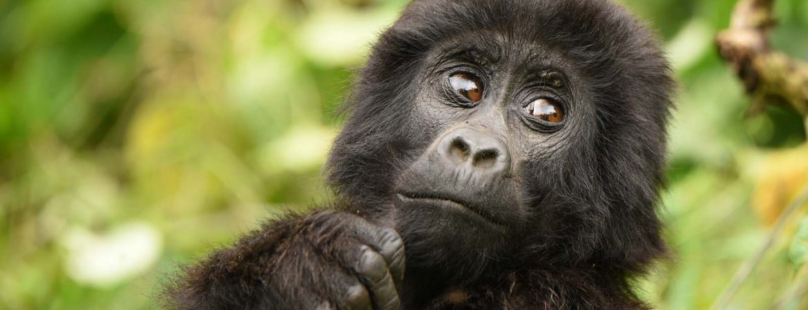 10 Days Best Gorilla Circuit Safari