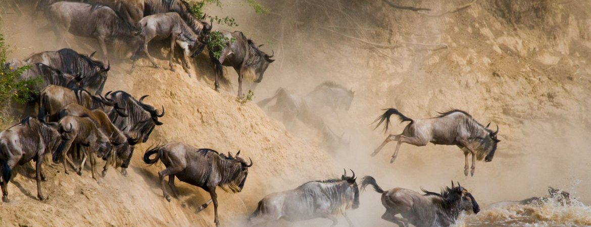12 Days Gorilla Trekking & Wildebeest Migration Special