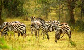 15 Days Uganda Travel Package