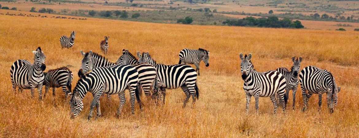 20 Days Uganda Discovery Safari