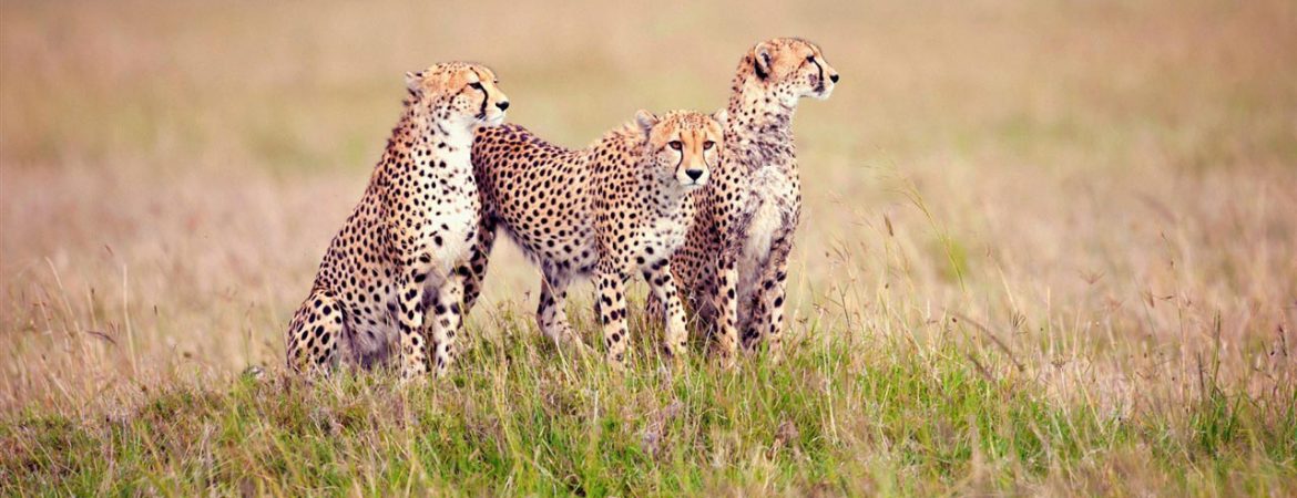 3 Days Luxury Serengeti Wildlife Safari