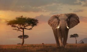 3 Days Masai Mara Luxury Safari