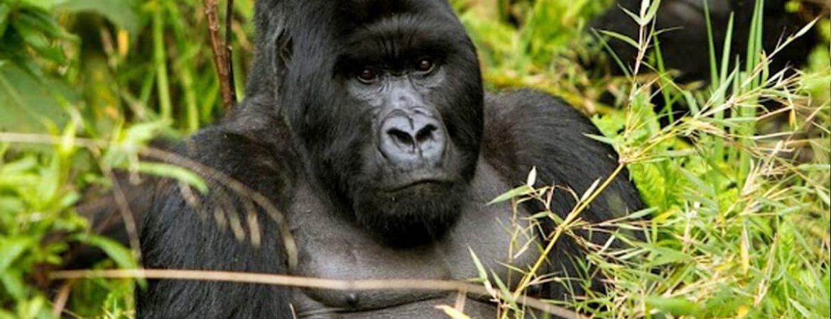 3 Days Rwanda Gorilla Luxury Safari