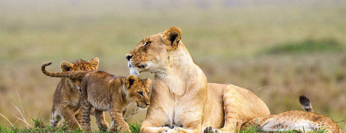 4 Days Masai Mara & Lake Nakuru Safari