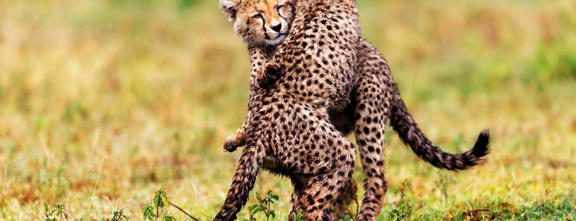 4 Days Serengeti & Ngorongoro Wildlife Safari