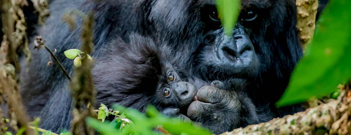 5 Days Rwanda Gorillas & Wildlife Safari