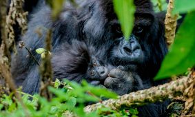 5 Days Rwanda Gorillas & Wildlife Safari