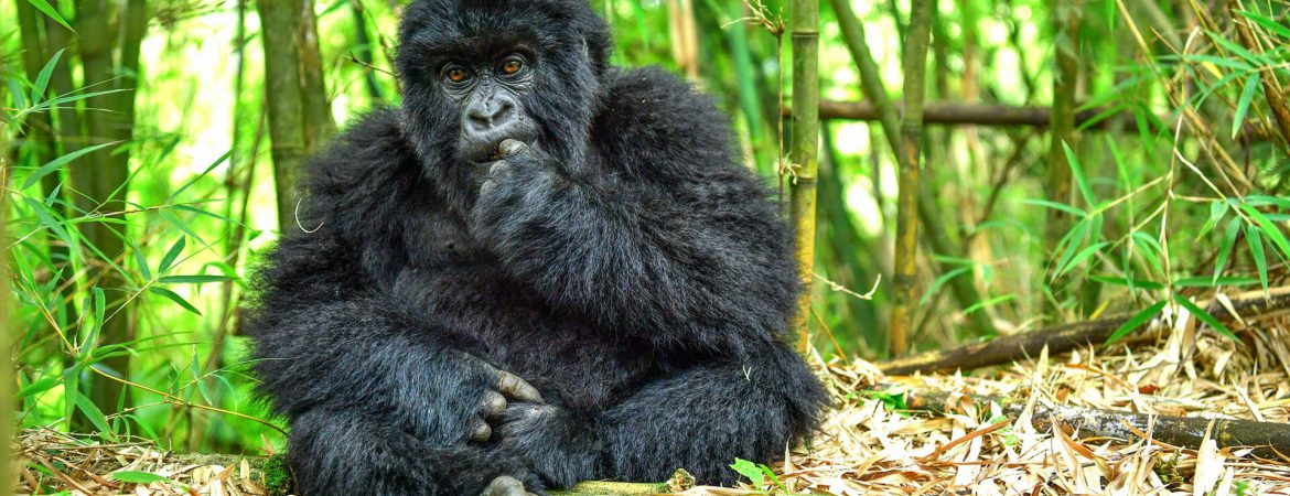 5 Days Uganda Rwanda Gorillas (2 Treks)