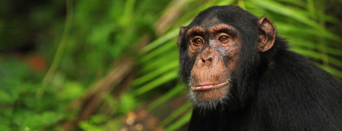 5 Days Uganda Wildlife & Chimpanzee Safari