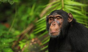 5 Days Uganda Wildlife & Chimpanzee Safari
