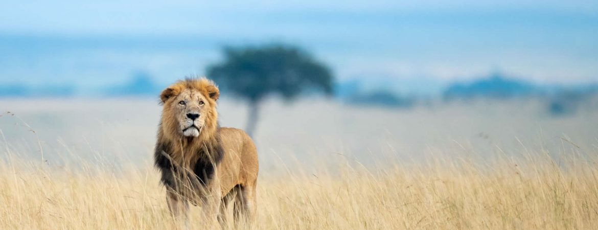 7 Days Luxury Kenya Safari