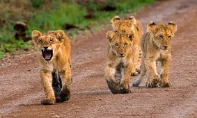 8 Days Kenya Tanzania Safari