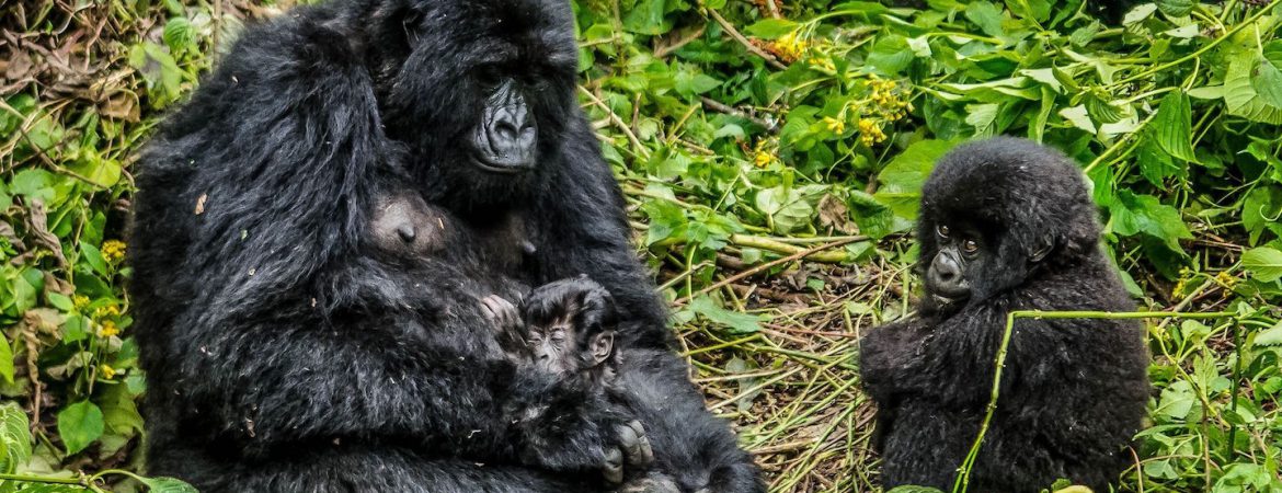 9 Days Congo Luxury Safari