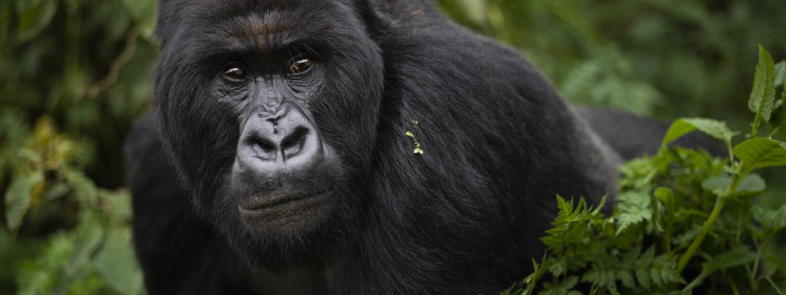 Luxury Uganda Holidays 6